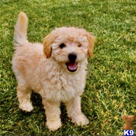 NEW PUPPIES Picture 1